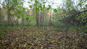 p10101741 The land has been disused for over 30 years