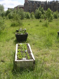 Vegetables growing on the Meadow