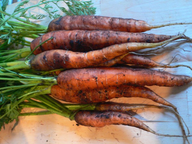 Meadow carrots: Glasgow City Council plans to give them the chop, and we don't mean julienne them